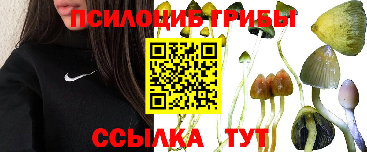 купить наркотик  Усть-Кут  Псилоцибиновые грибы Psilocybe 
